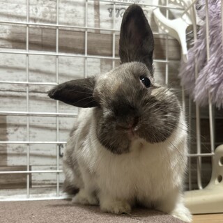 仕草が可愛い♡うさぎのきなこちゃん