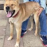大きくてかわいい二歳の甘えんぼ男子吟ちゃんです サムネイル2