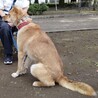 大きくてかわいい二歳の甘えんぼ男子吟ちゃんです サムネイル4