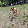 大きくてかわいい二歳の甘えんぼ男子吟ちゃんです サムネイル6