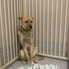 大きくてかわいい二歳の甘えんぼ男子吟ちゃんです サムネイル7