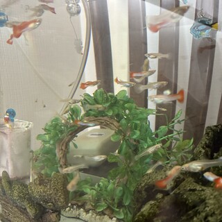 熱帯魚・観賞魚の里親募集情報 :: ペットのおうち【里親決定30万頭！】