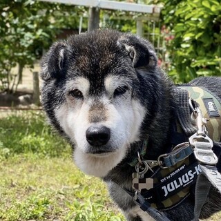 柴犬らしい我慢強さ誠実さ溢れる名前通りの男の子！