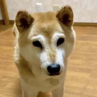 健気に頑張ってきたこの想いが心に響きますように