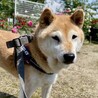 健気に頑張ってきたこの想いが心に響きますように