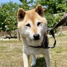 健気に頑張ってきたこの想いが心に響きますように サムネイル3
