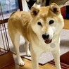 健気に頑張ってきたこの想いが心に響きますように サムネイル4