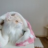 ロワの飼い主