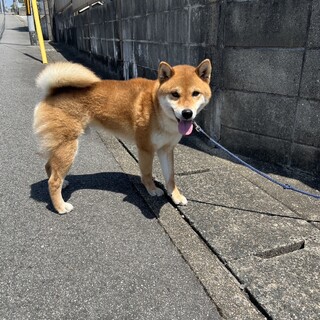 柴犬ダンくん3歳お申し込みがあり面談中