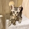生後45日の赤ちゃん猫『ザバト（仮）』元気な男の子 サムネイル7