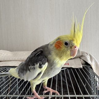 オカメインコ 