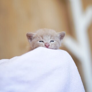 ミルクティー色のキジ子猫