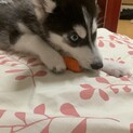 子犬ハスキーの募集！