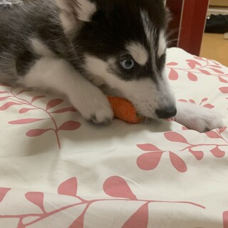 シベリアン・ハスキーの保護犬里親募集情報 :: ペットのおうち【里親