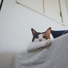 めんつゆ