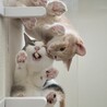 おやつ合戦
