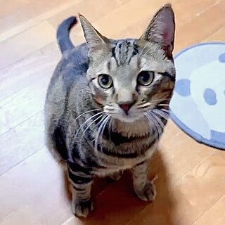 人も抱っこもお膝も大好き超甘えん坊リウ君