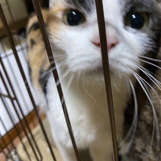 細身だけど食欲旺盛！三毛猫ひめ♀ 里親募集