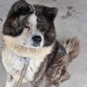 緊急での里親募集