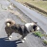 緊急での里親募集 サムネイル2