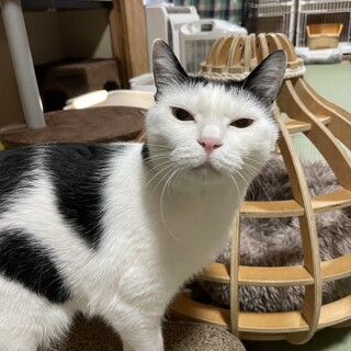 ヒト大好きな姉御！チョビジュちゃん