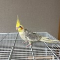 手乗りオカメインコ　兄弟