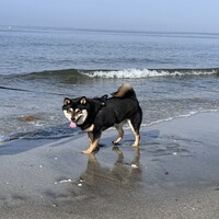 おでん