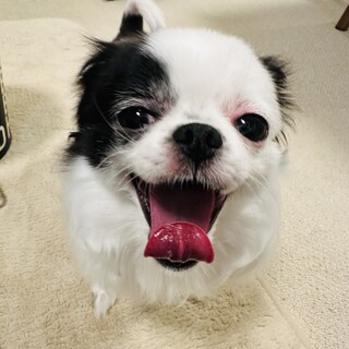 チンチワ 5歳 里親様募集