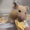 さこだファミリー