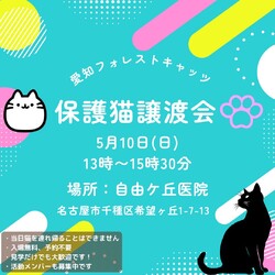 猫の譲渡会