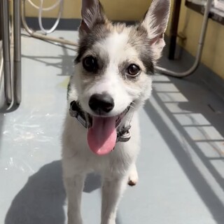 ずっとの家族を探しています
