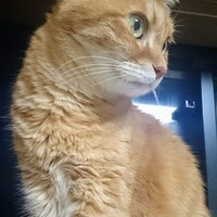 ぽん太