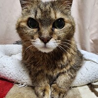 ひめこ