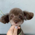 可愛く揺れる尻尾がチャームポイントあいちゃん