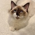 人も猫も大好き！ラグドールの女の子アーニャちゃん
