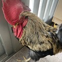 地鶏オス一羽の里親募集