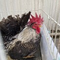 チャボのオス一羽の里親募集
