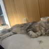 お昼寝中のピュちゃんです。寝顔もとっても癒されます。