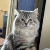 ピュちゃんの顔