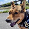 最初は怖がりだけど、慣れてきたら甘えん坊全開！ サムネイル2