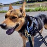 最初は怖がりだけど、慣れてきたら甘えん坊全開！ サムネイル6