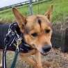 最初は怖がりだけど、慣れてきたら甘えん坊全開！ サムネイル7