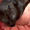 シャ－パン最強部員！ブラックスモ－クふぅ君 サムネイル2