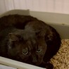 シャ－パン最強部員！ブラックスモ－クふぅ君 サムネイル4