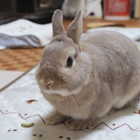 はる