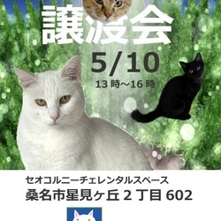 三重県桑名市5月10日(日)リトルパウエイド譲渡会