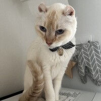 モカ