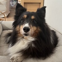 エル