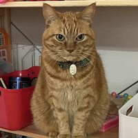 こはく