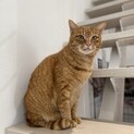 抱っこも添い寝も大好きなジャンボ猫玉藻くん